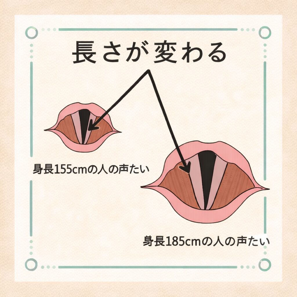 身長155cmの人と身長185cmの人の「声たい」を比較した図。口の中のイラストで、身長が高い人ほど声たいが長くなる様子を矢印で示している。